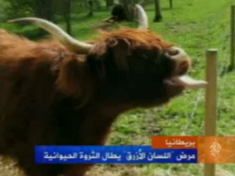 بريطانيا: مرض اللسان الأزرق يطال الثروة الحيوانية