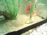 mes poissons rouges