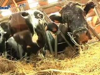 La vache vosgienne, star du moment!