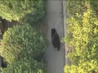 Il tombe sur un ours en pleine rue