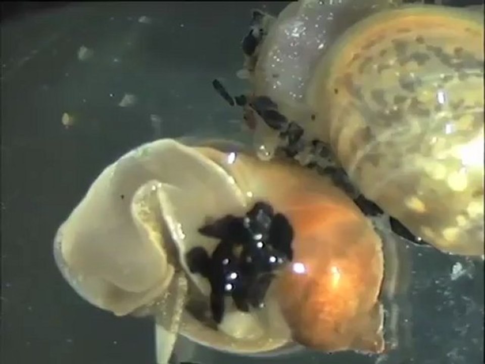 Examen des biomasses du filtre à charbon activé de la CGE (Auvers-sur-Oise)
