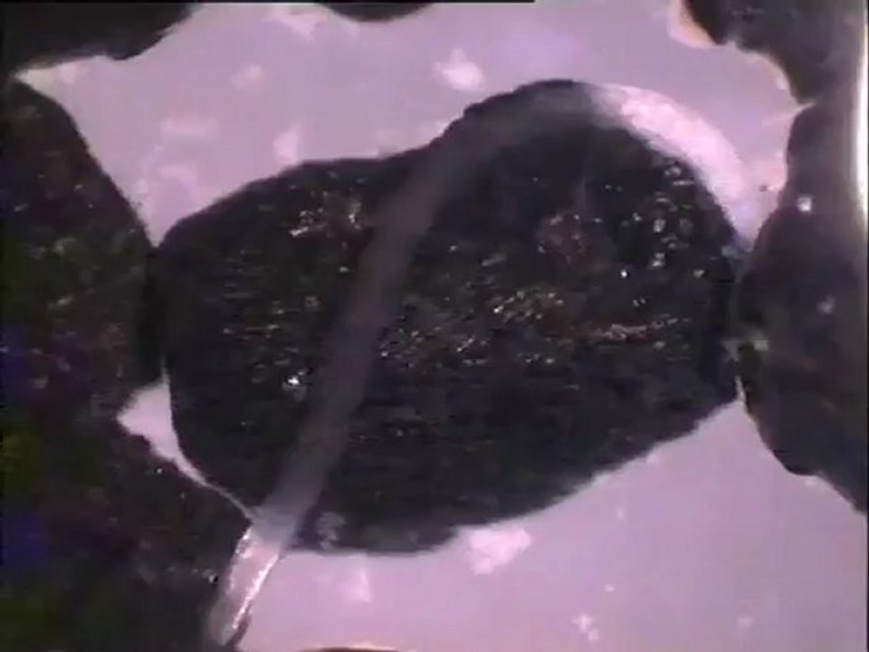Détail d'un ver oligochète (genre Naïs) des biomasses du filtre à charbon actif de la CGE