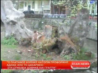 Ο πλάτανος κόπηκε κατόπιν προφορικής άδειας απο το Δασαρχείο και στη συνέχεια δόθηκε και γραπτή