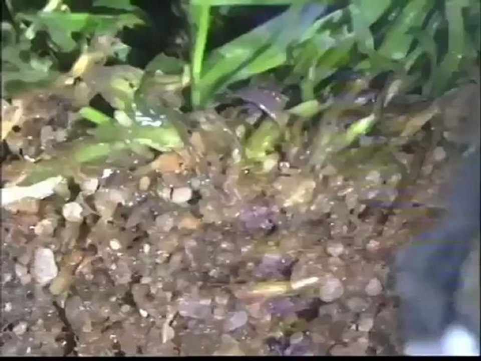 Examen d'insectes parasites à la binoculaire : aleurodes, larves et oeufs sur une feuille