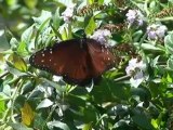 Las mariposas llevan la primavera a Los Ángeles
