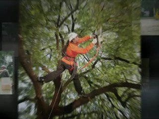 Arbor Masters Tree Service - (901) 634-4732