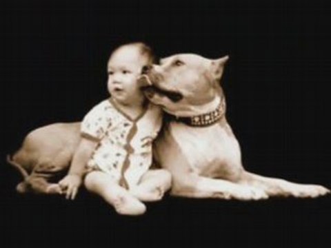 DES HOMMES DES CHIENS UNE LOI