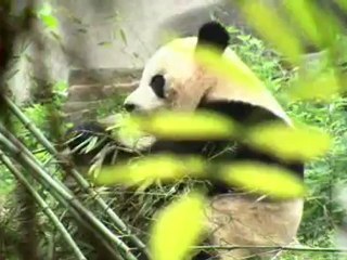 Chengdu Panda Reserve