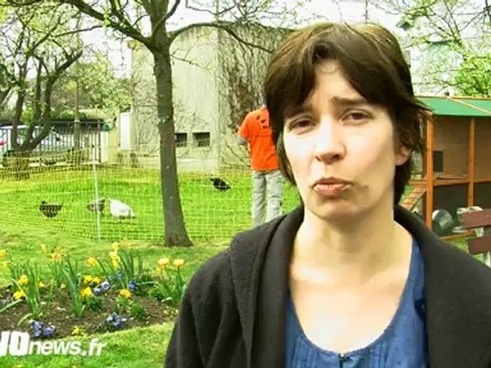 Des poules pour limiter ses déchets