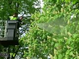 Marroniers en danger : traitement biologique à Strasbourg