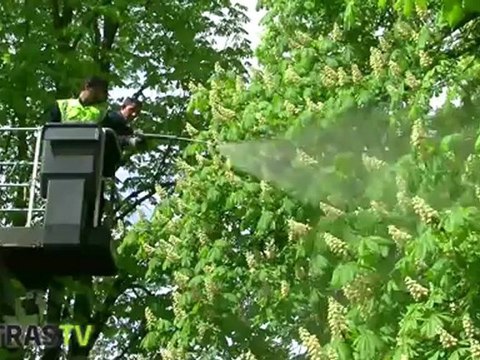 Marroniers en danger : traitement biologique à Strasbourg