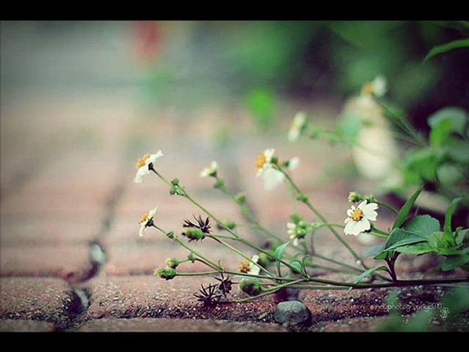 Şeyhimin İlleri (Sami Savni Özer) 2563( Menzil DURAK)