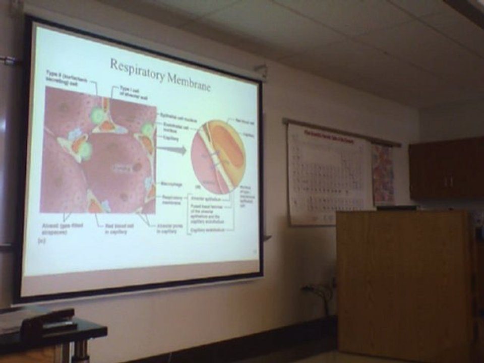Respiration I