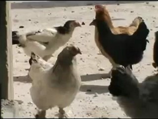 فري برس حمص تهديد بشار والمعلم لم يخيف الديك حي الخالدية11 4 2012