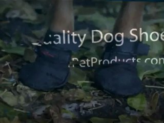 Dog Shoes To Protect Your Pet's Precious Paws