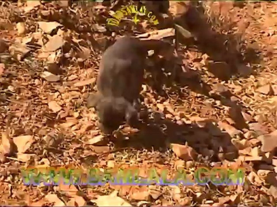 ‫قبيلة إداوسملال ⵣ انتشار الكلاب الضالة‬