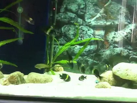 3e25d Tropheus Duboisi Maswa