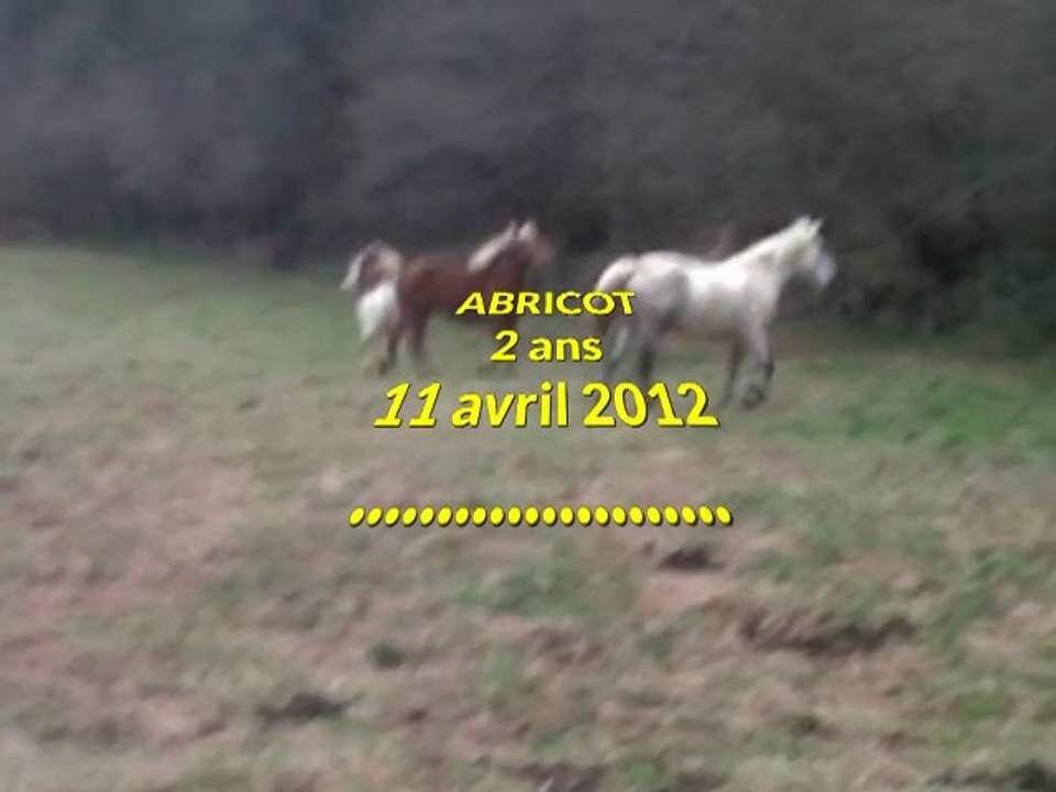 abricot 11 avril 12 hd - 2 ans