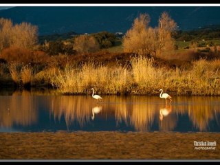 Flamands roses à  Capitello (photos Christian ANGELI-)