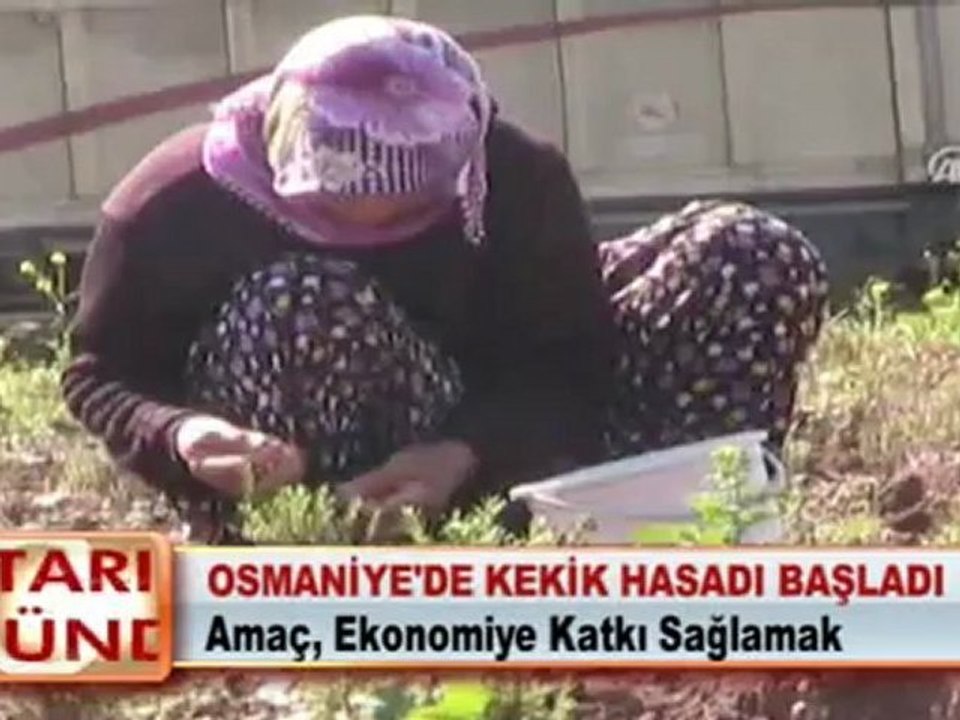 OSMANİYE’DE KEKİK HASADI BAŞLADI 12.04.2012
