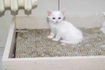 Van Kedileri canlı yayına hazır