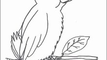Animal coloring pages