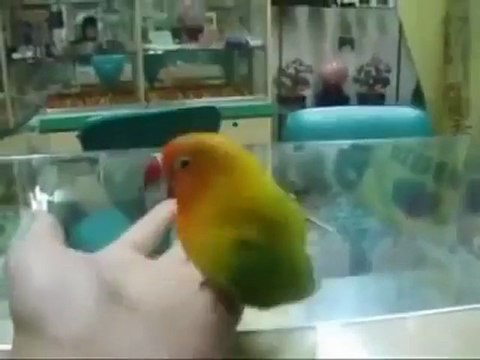 Ce perroquet a vu un film porno