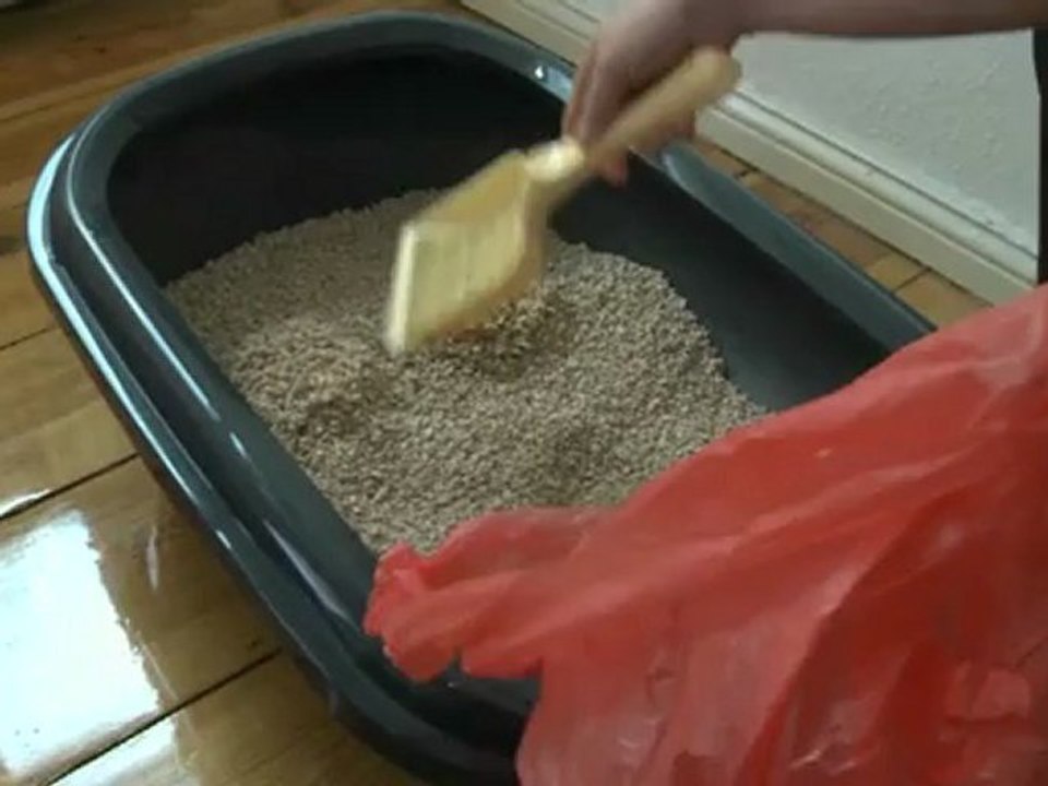 Das optimale katzenklo