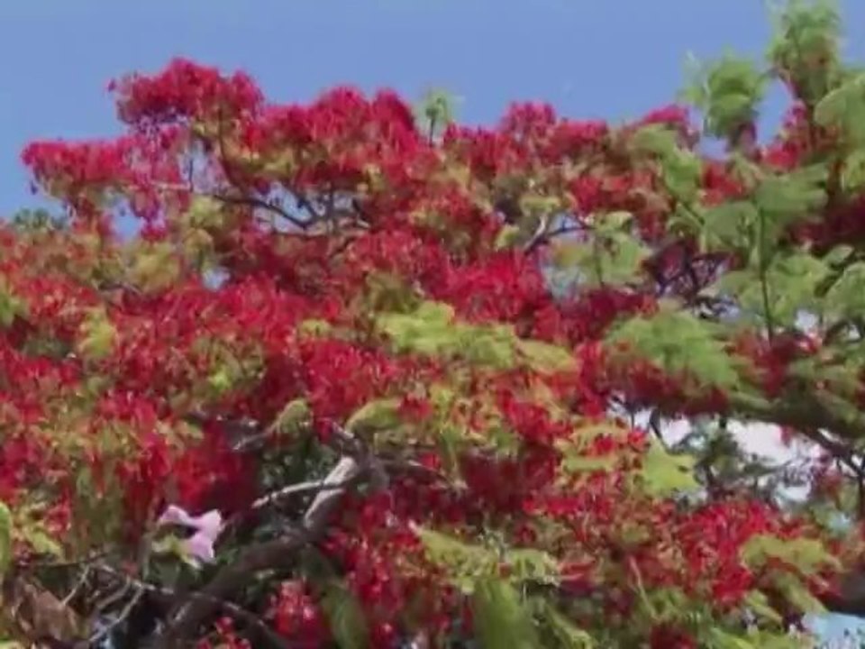 NOUVELLE CALEDONIE - ANTOINE - Bande-annonce VF
