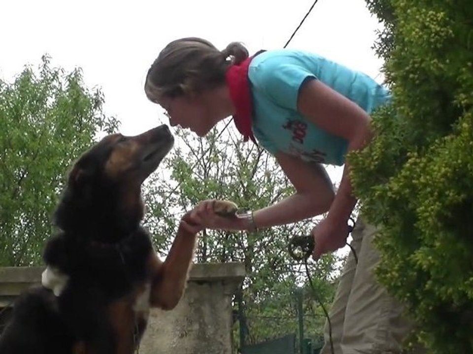 Chiens et chats cherchent foyers adoptants ce week-end à la SPA de Carcassonne !