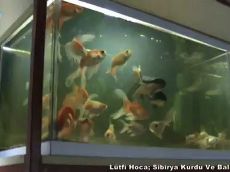 Lütfi Hoca; Sibirya Kurdu Ve Balıklar