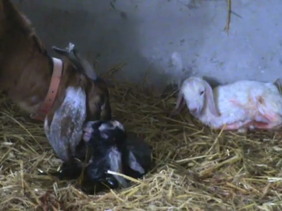 Goat Kidding At Loughbeg Farm
