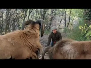 ¡Por fin solos! - Trailer en español