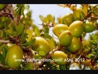 اجمل اغاني ارشاش عن الشجرة الذهبية-اركان