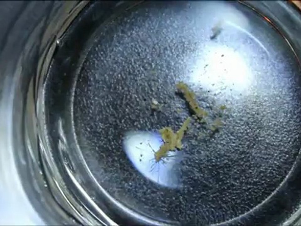 nudibranche01 ?