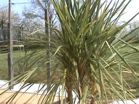 Terrasse contemporaine en composite voile ombrage, esprit du sud