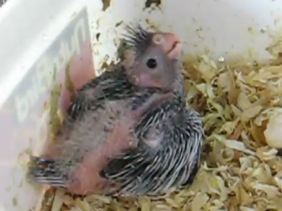 Bebe de Moustic et Labisse 12 04 12