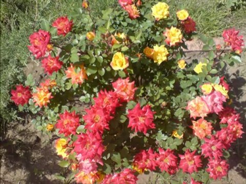 Emel TAŞCIOĞLU KESİK ÇAYIR BİÇİLİRMİ