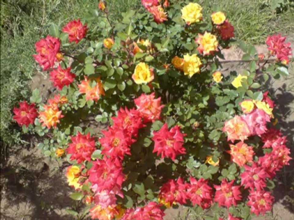 Emel TAŞCIOĞLU   "KESİK ÇAYIR BİÇİLİRMİ"