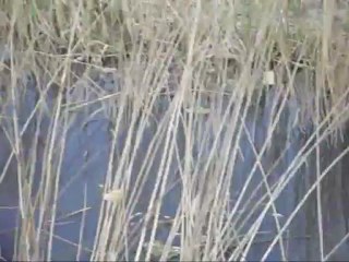 Pamukova da Toplu Balık Ölümleri