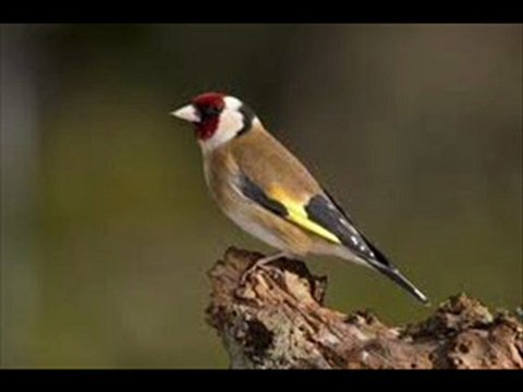 kheloui ...avec belhadj .... ezzahi milano