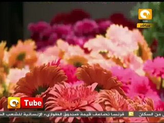 أون تيوب: وردة تقديراً للمرأة