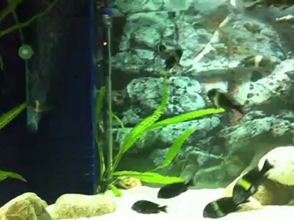 Tropheus Duboisi MAswa