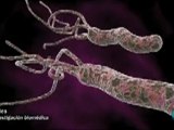 Helicobacter Pylori: La bacteria de la ulcera