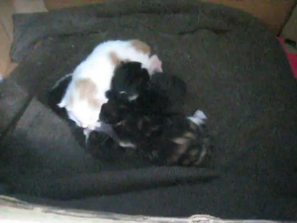 chatons1semMVI_1244