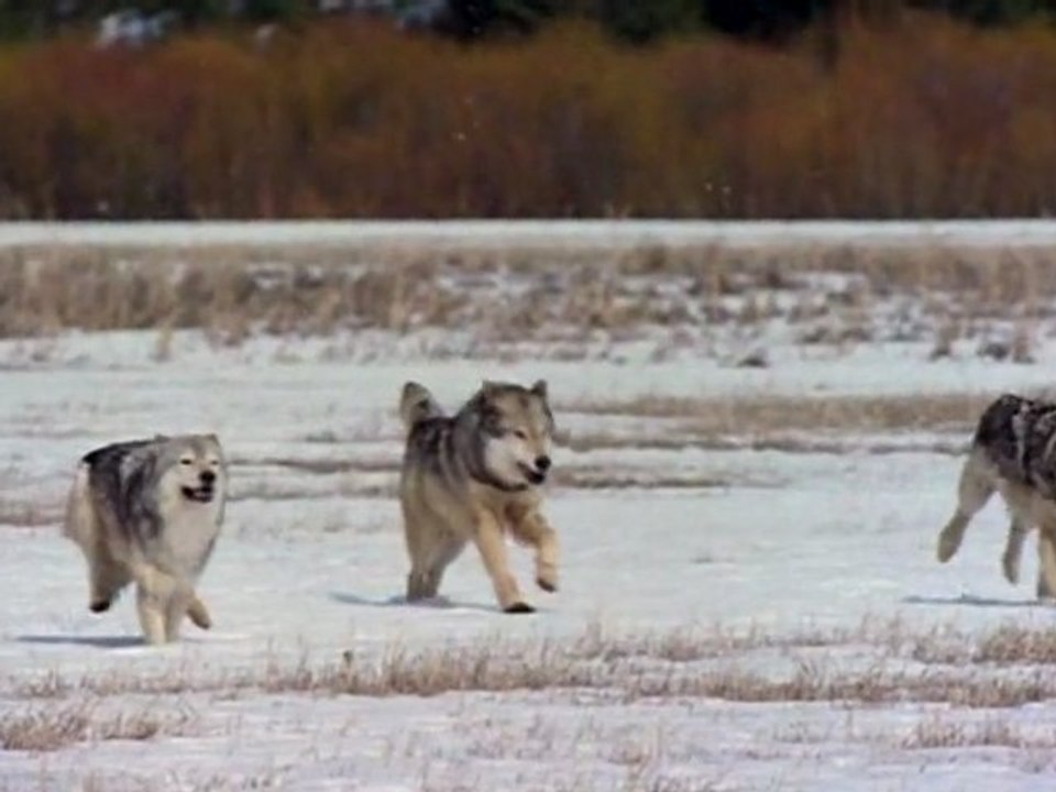 Imagining Wolves