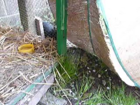 Vadrouille le petit lapin