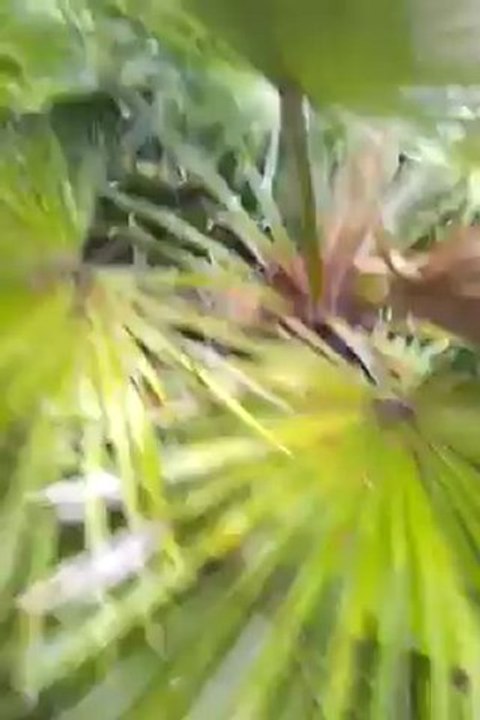 Traitement des palmiers contre le charançon rouge par apport  de nématodes