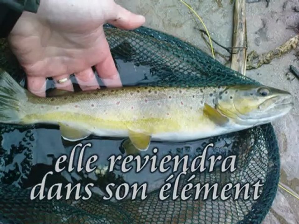 truite fario 40 cm
