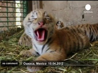 Half-Bengal half- Siberian tiger cubs born - no comment
